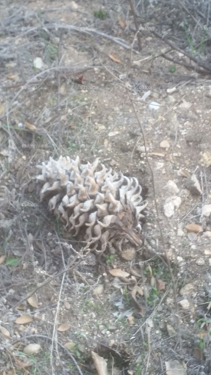 lonely pinecone