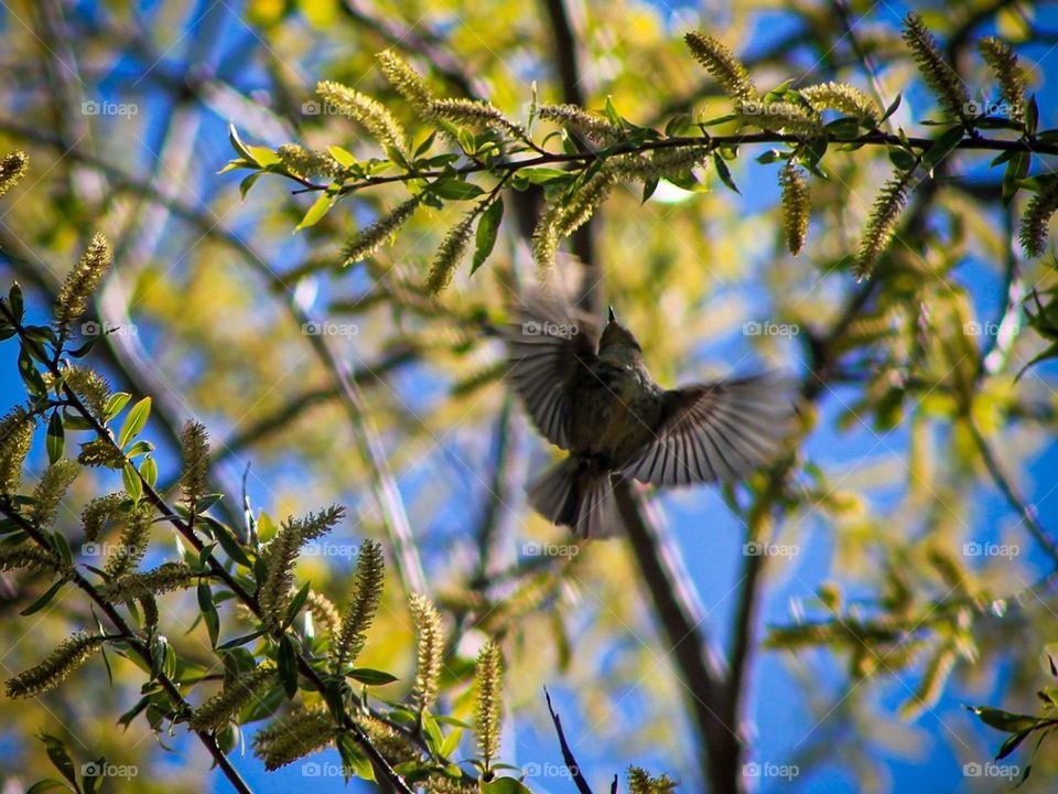 It's migration time for these little guys. Warbler in flight.