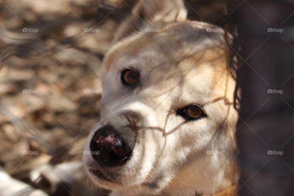 A dingo, happy eyes staring through wires, smiling slightly in the setting sunlight