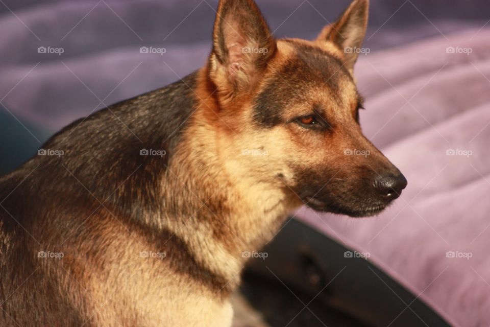 Dog, Mammal, No Person, Canine, Portrait