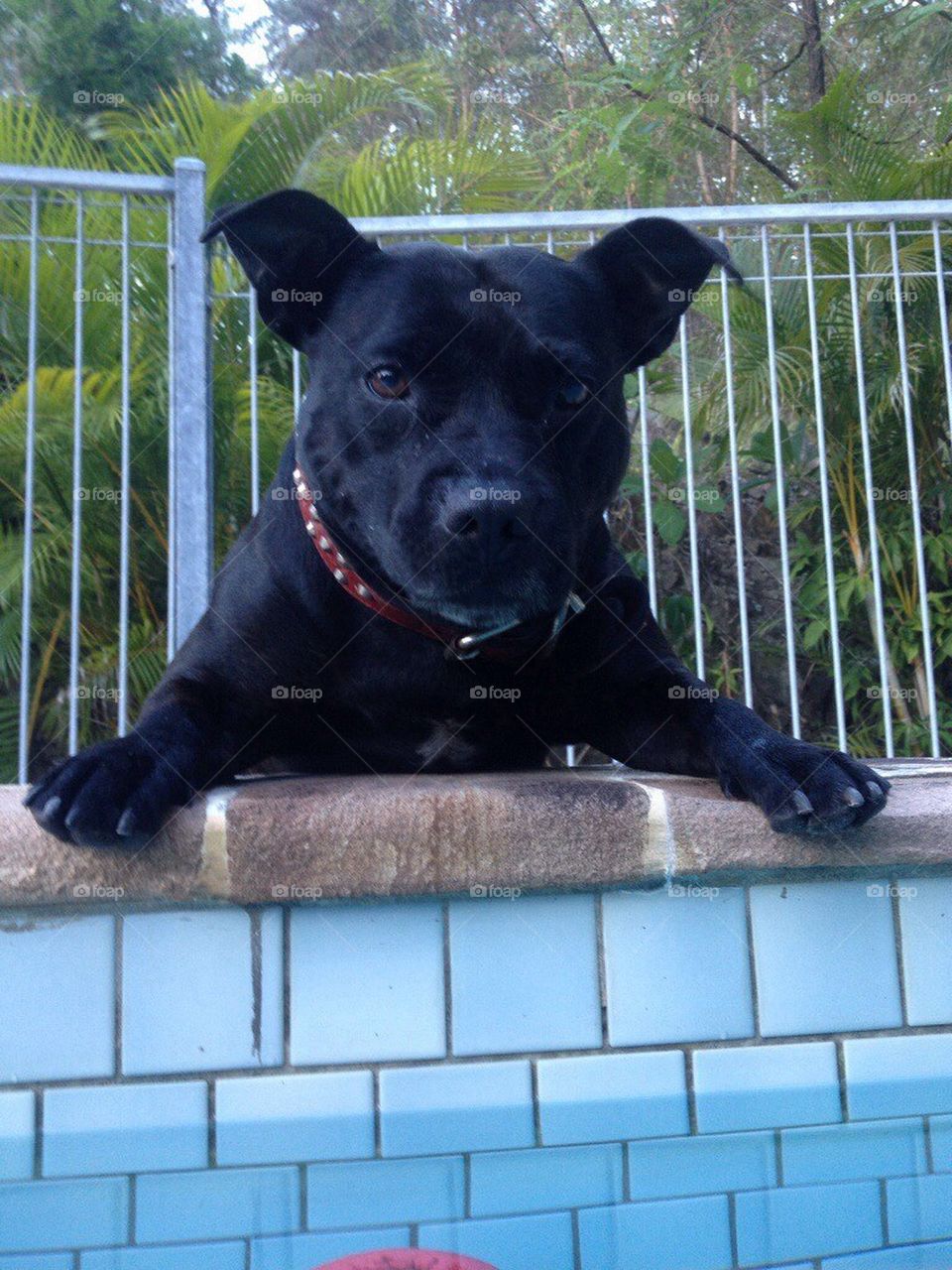 Staffy at the edge of pool