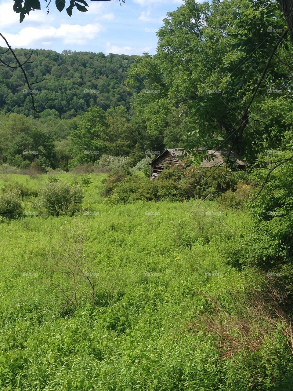 Old shack in the woods