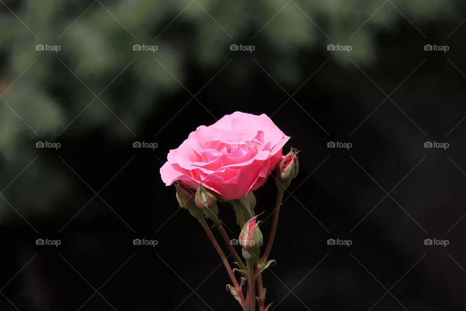 Rose