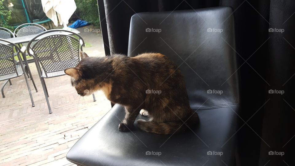 cute cat sitting on a black chair staring outside