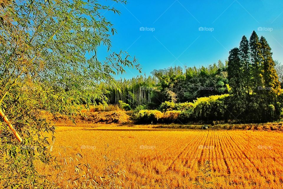 Yellow field