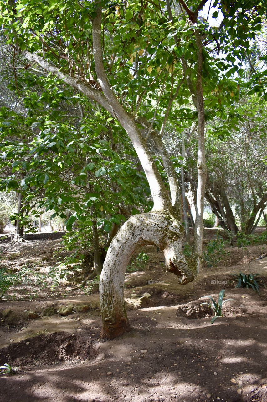 Tree in Morocco 