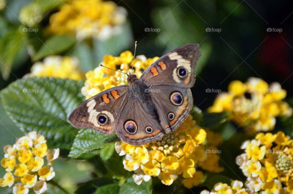Buckeye Butterfly and Lantana