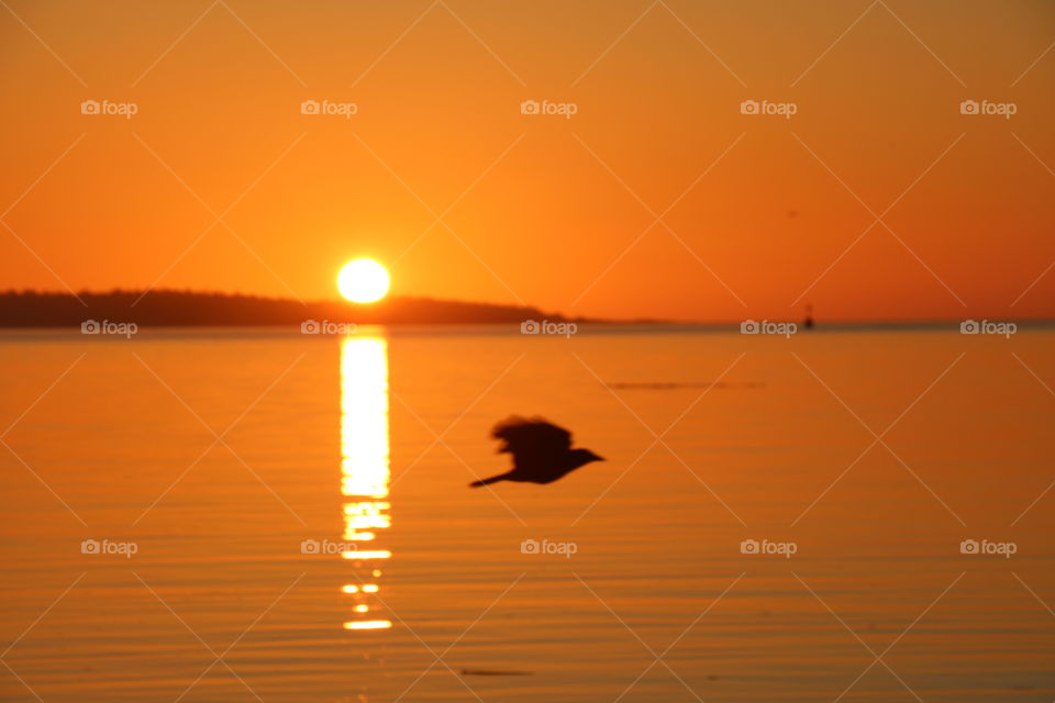 Bird above the ocean on sunrise 