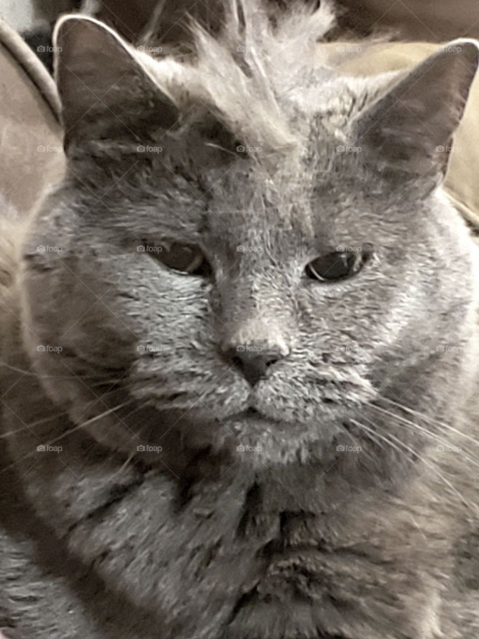 silver cat with mohawk