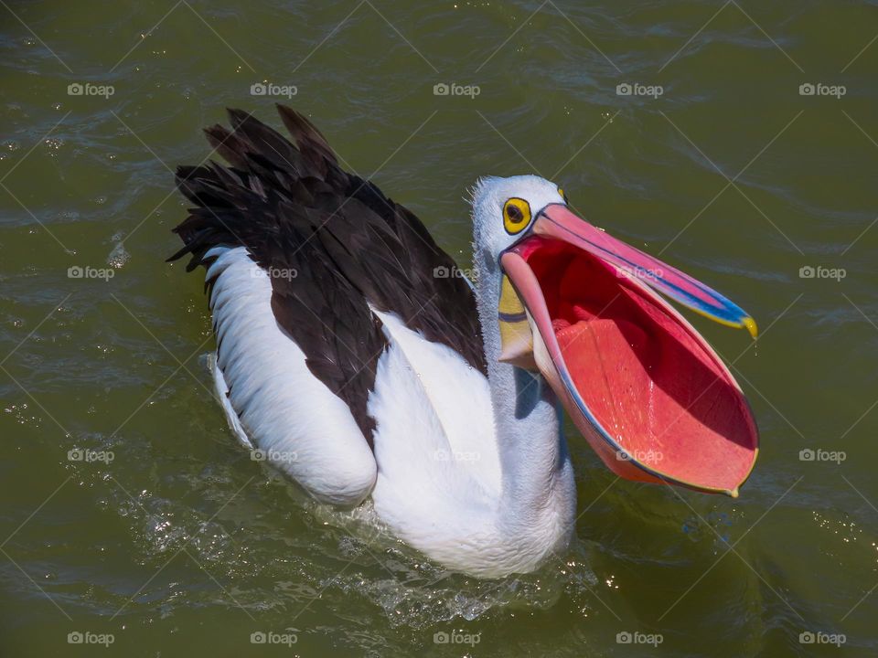 Pelican eating fish