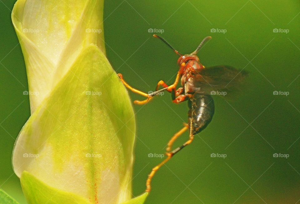 Wasp feeding from flower