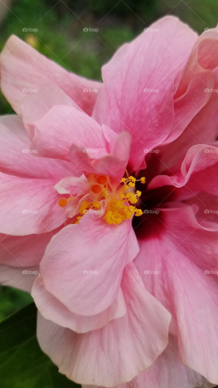Beautiful pink blooming hibiscus