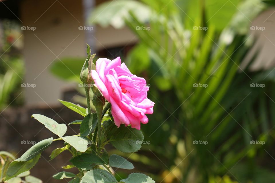 Pink Rose Spring click