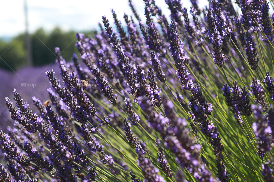 Lavender on a lavender farm in Sequim, Washington