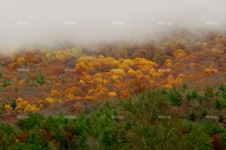 View of orange colored leaves in a valley