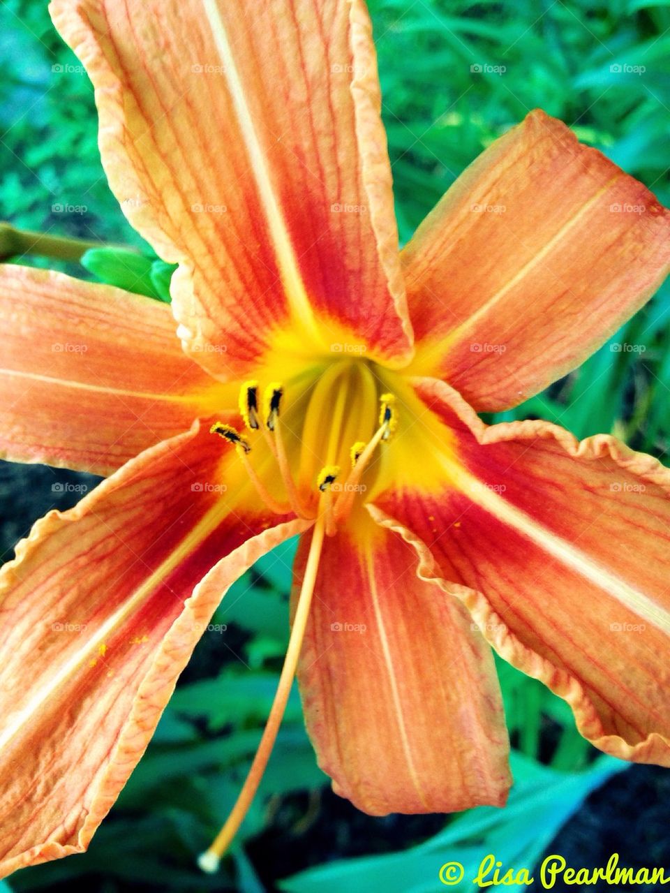 Orange Day Lilies