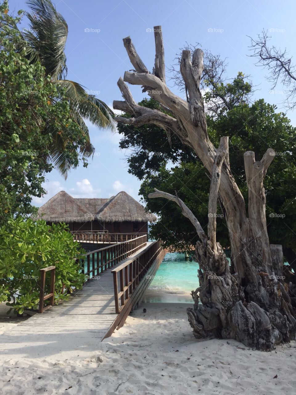Malediven Strand Urlaub Vacation Holiday Beach Hotel Brücke Bridge Pflanzen Plants Palmen Palms blau grün