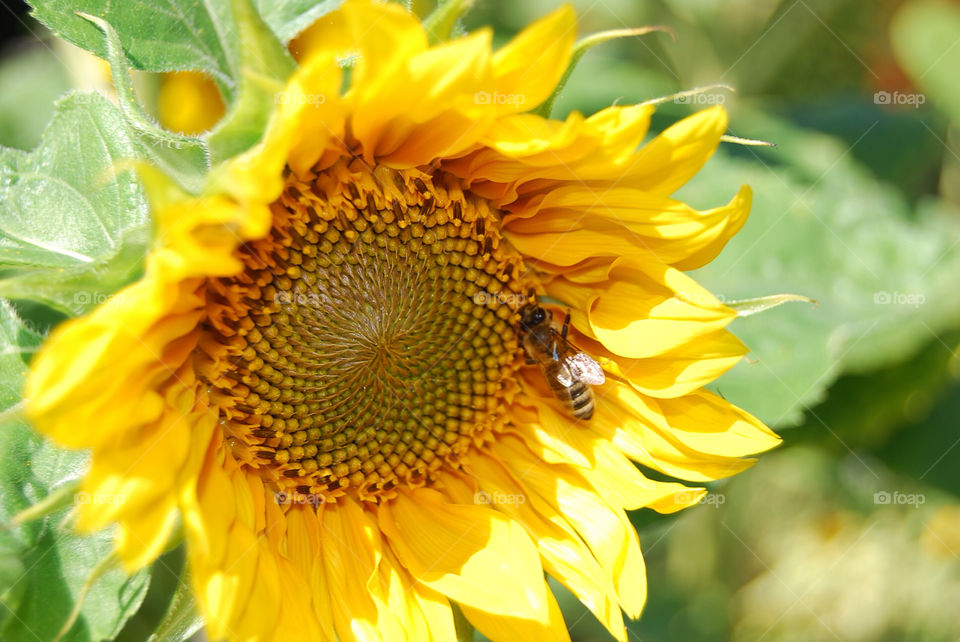 garden sommar solros wasp by micke71xxx