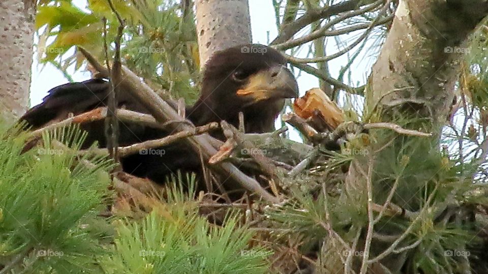 Eaglet in nest