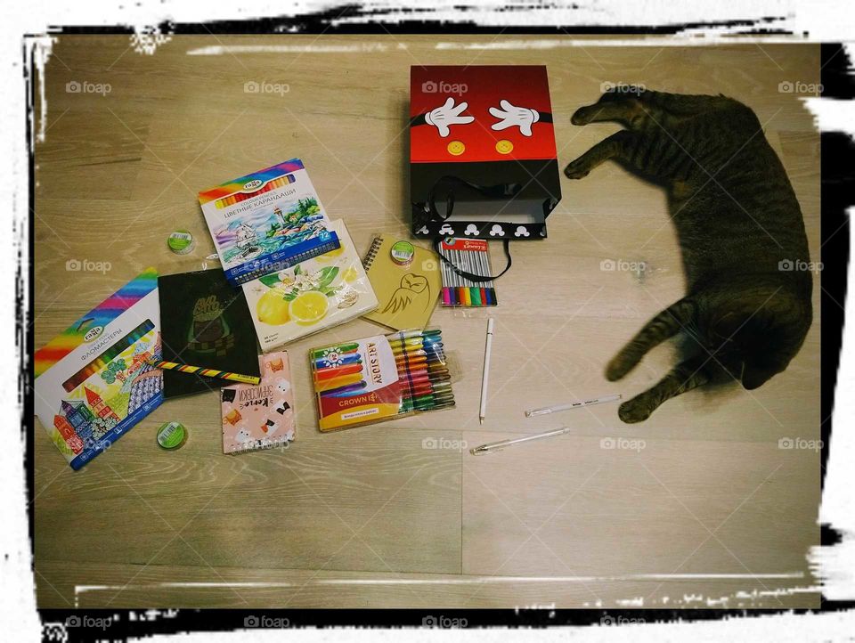 Back to school with cat