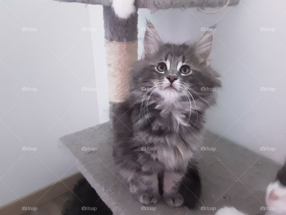 Chaton forêts norvégiennes 2 mois blue tabby