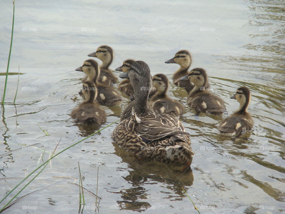 duck and her babies