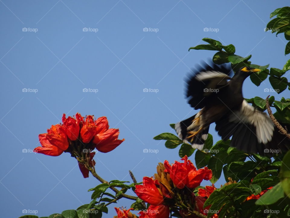 India Puducherry a bird start flying after drinking honey .  birds always make by heart beats high