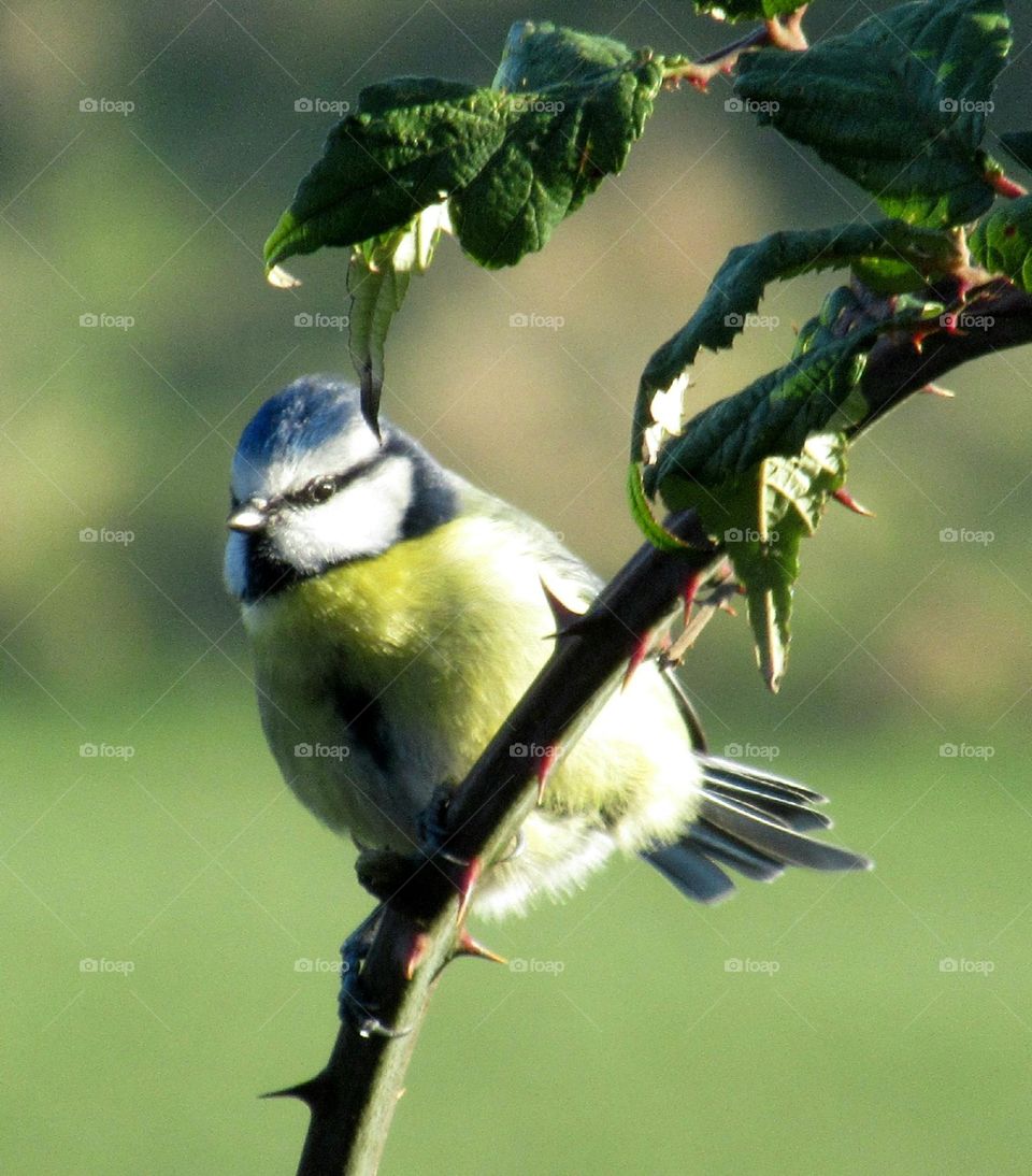 blue tit perched on a branch