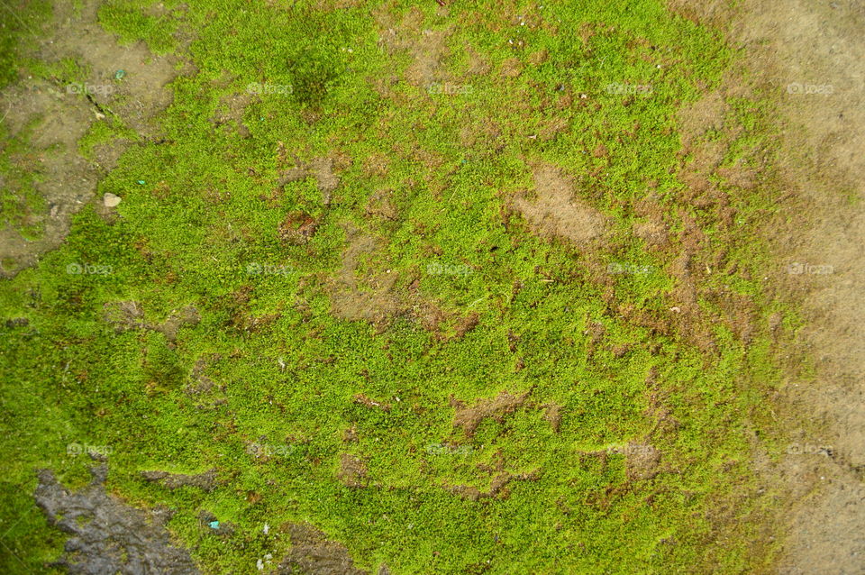 texture, background, green, moss, earth, grass,