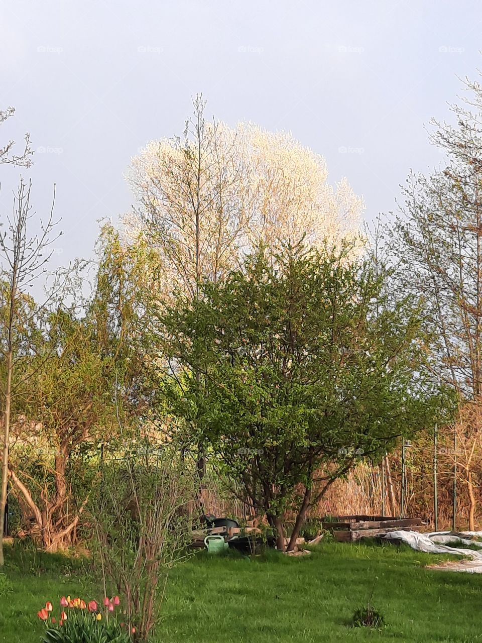 various shades of green in spring garden