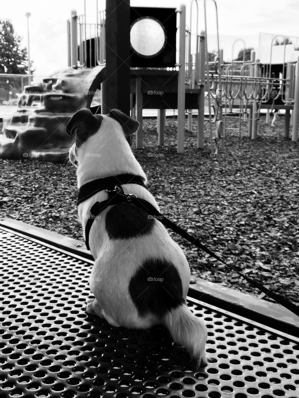 Waiting for the babies