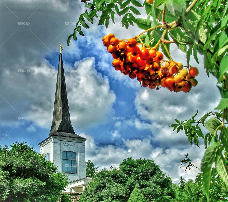 Rowan tree.