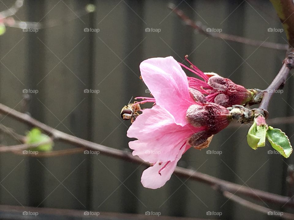 A banded bee on apricot blossom stamen, gathering pollen from stamens 