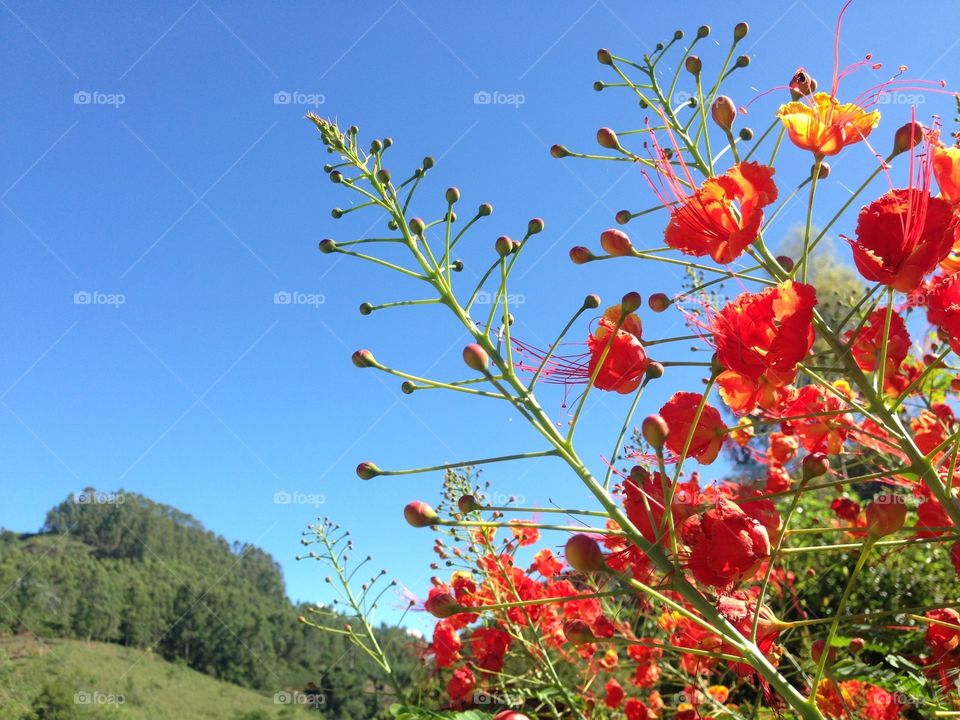 Red flower growing against growing clear sky