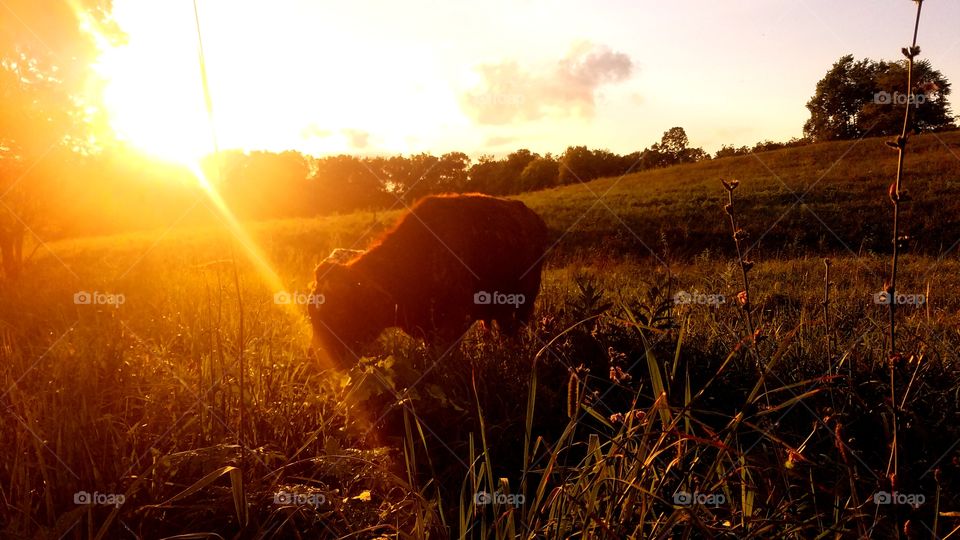 Sunset, Dawn, Landscape, No Person, Sun