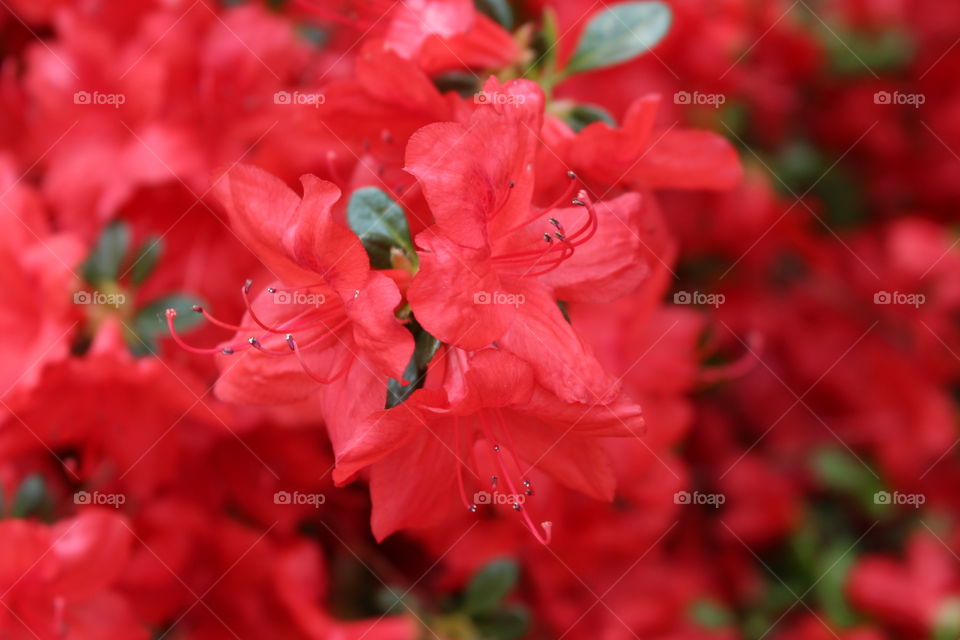 azalea, red, flowers, garden, macro