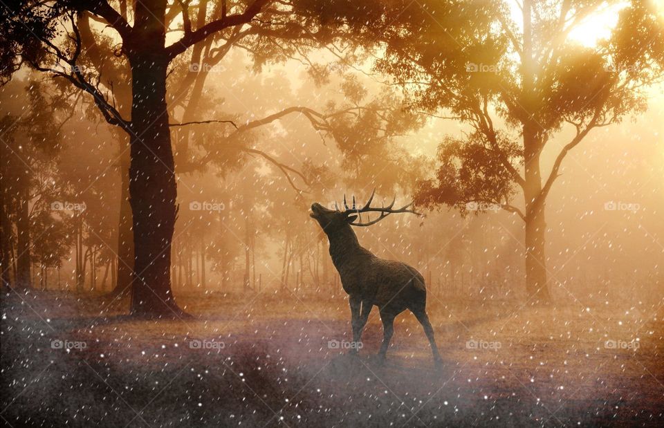 Beautiful brown colour deer