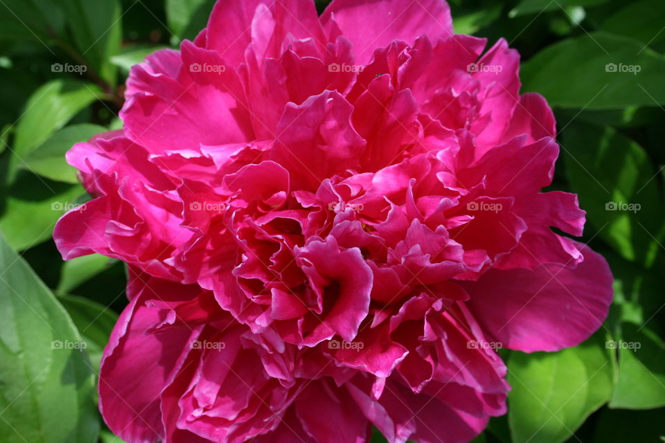 Pink Peony