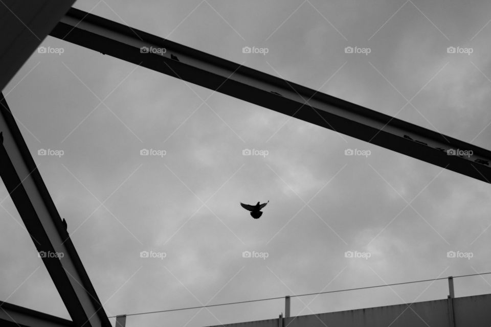 This is a dove flying with the intent of landing on the beams of the bridge on a cloudy day in Newport Kentucky.