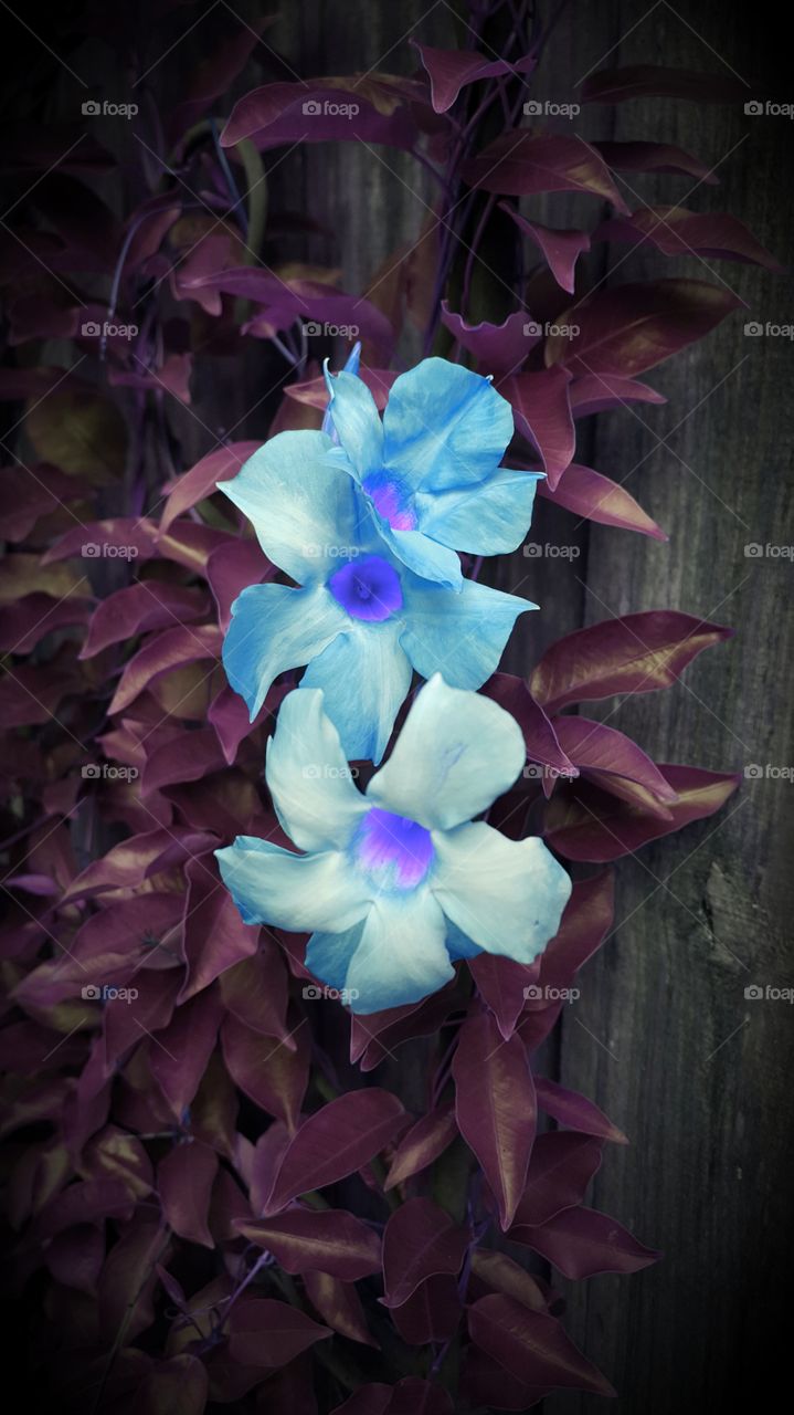 vine flowers blue