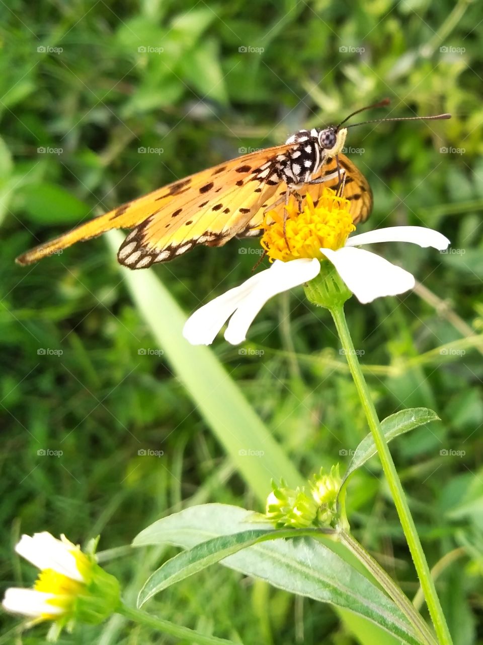 Butterfly .