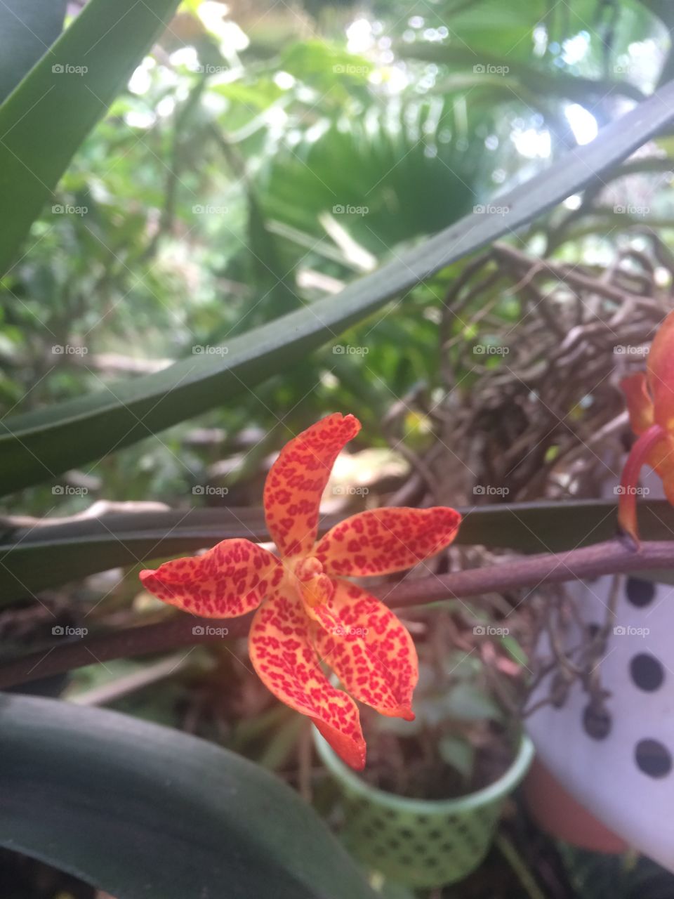 Orchid in my house.
São Paulo - Brazil 🇧🇷 