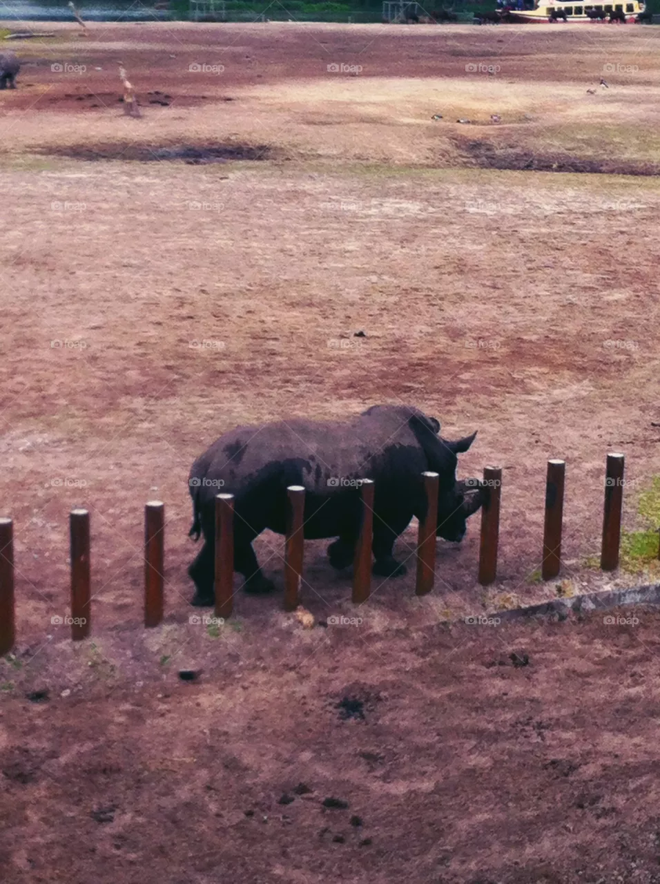 Rhino