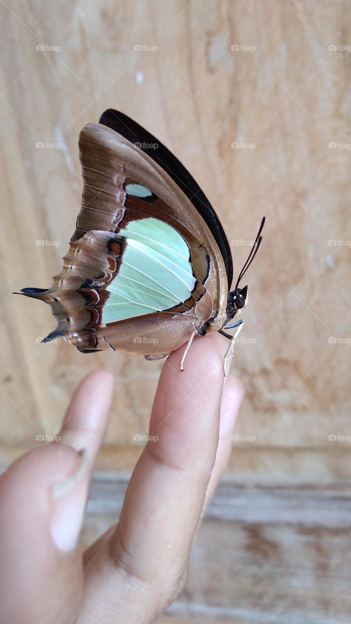 Beautiful butterfly perched on the tip of the finger