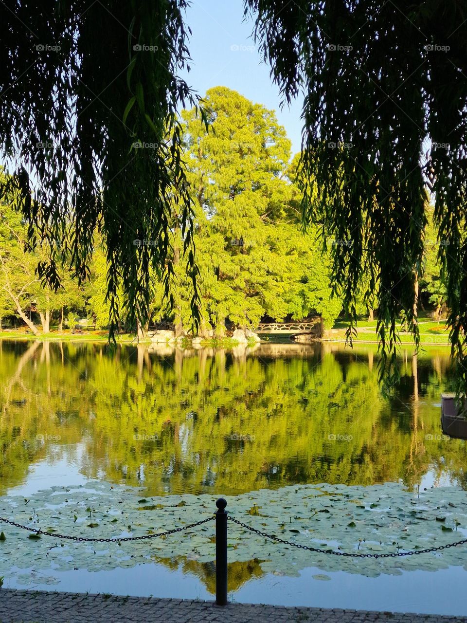 reflection in the lake