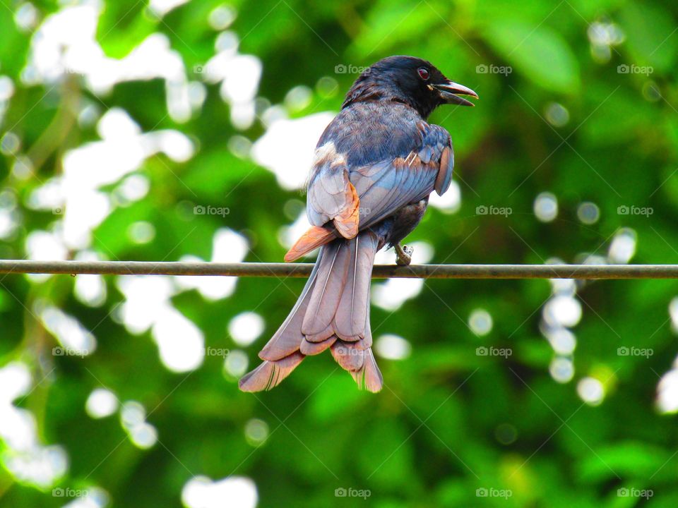 The black drongo (Dicrurus macrocercus) is a small Asian passerine bird of the drongo family Dicruridae.