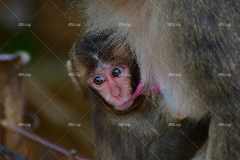 Baby macaque