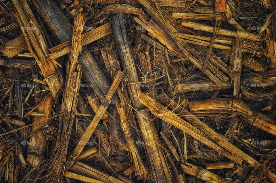 background photo of the remains of grass after harvest on a farmer's field. dried corn trunks similar to straw.