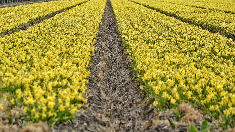 Field with daffodils