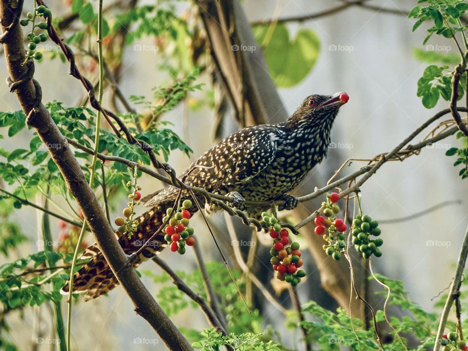 Bird photography - Spring season beginning  - fruit in beak 